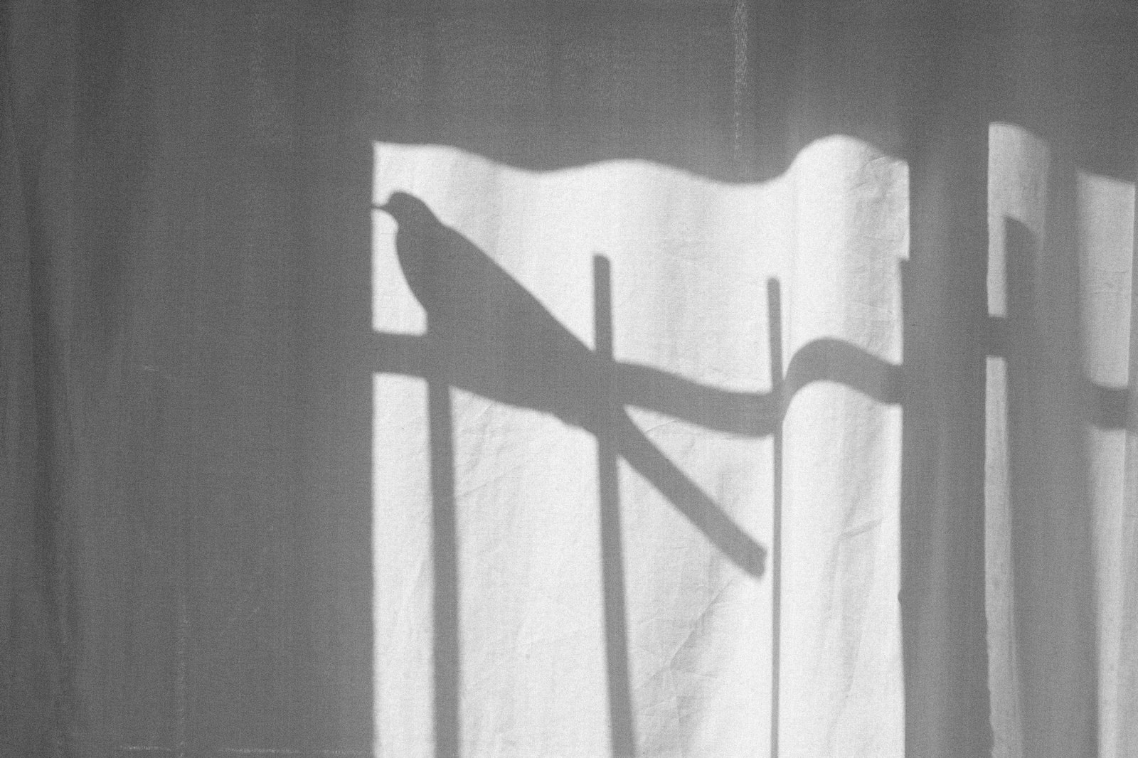 Peace Shadow