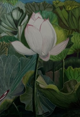 Water Lily